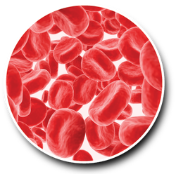 platelets.png